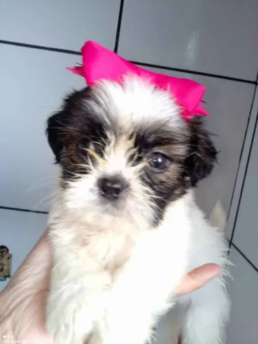 Filhote shih tzu, Não resista a essa fofura de quatro patas!