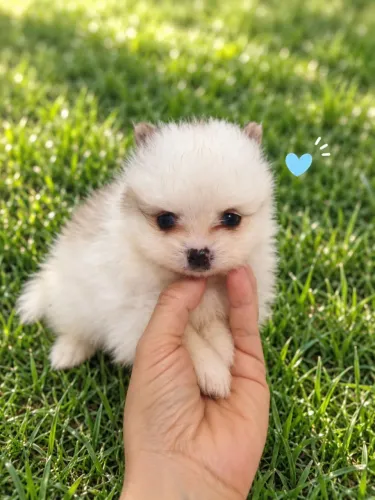 Filhotes Spitz