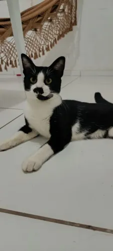 Gato para adoção 