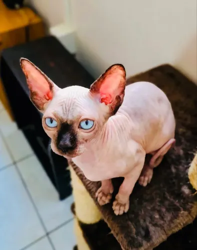Sphynx Machos 
