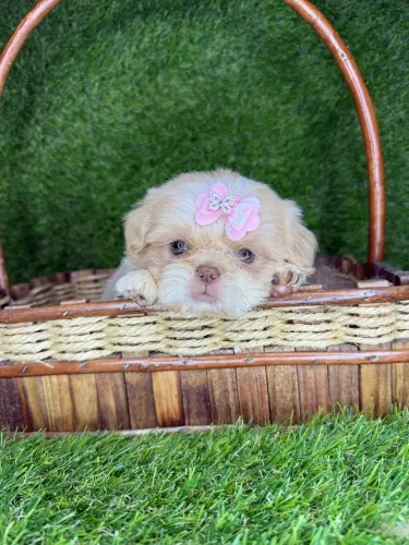 Shih tzu mini