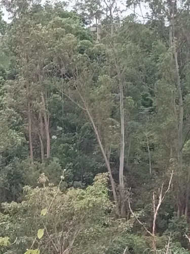 Jardinagem