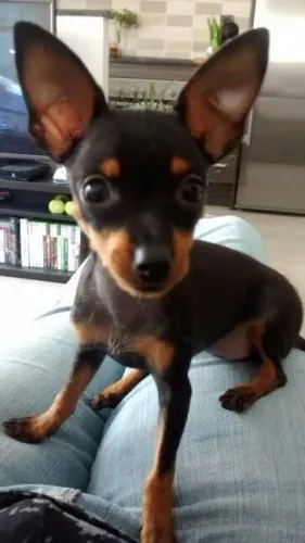 Filhotes Pinscher/Pincher ótima genética e saúde selecionada para o lar