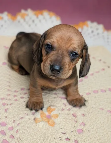 Filhotes Dachshund 