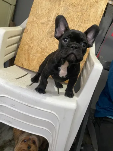 Buldogue francês 