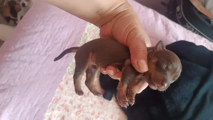 Pincher femia micro chocolate 