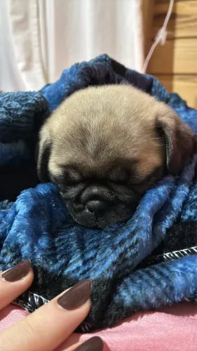 Filhote de Pug (Macho)