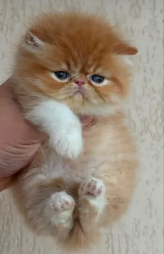 Gata persa padrão show