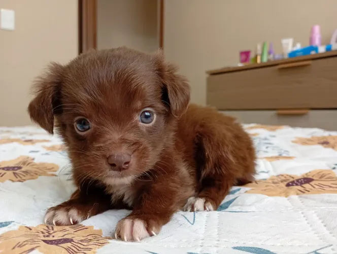 Lindos Filhotes de Lhasa APSO com Pincher a Pronta entrega