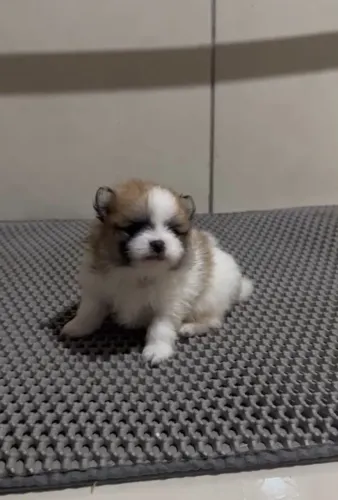 Filhote macho de Lulu da Pomerania