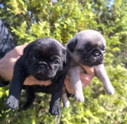 Filhote de Pug o pequeno brincalhão que faz todo mundo sorrir