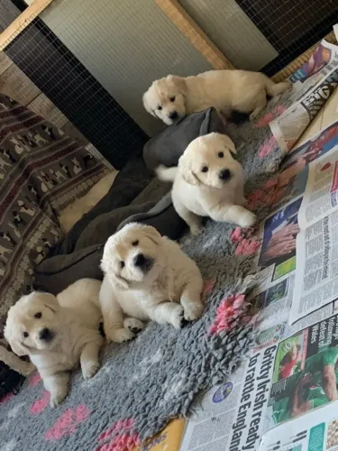 Neném golden retriever com contrato de garantia e linhagem selecionada