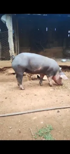 Porca