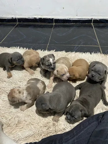 Filhotes de exotic bully disponível para reserva! 