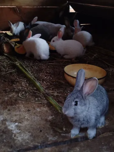 Coelhos Nova Zelândia