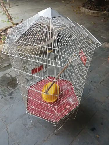 Viveiro para aves