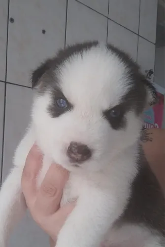 Husky Siberiano filhotes lindos disponíveis