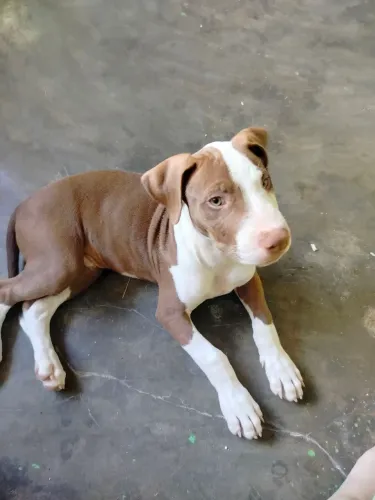 Vende-se Pitbull terrier macho 3 MESES (NÃO FAÇO ENTREGA)