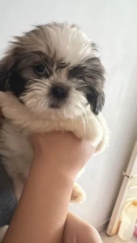 Shih Tzu fêmea 90 dias 