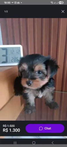 Tenho um filho de yorkshire de 2 meses já come ração,com primeira vacina v10 só macho