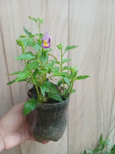 Mudas plantas Amor perfeito de verão/Flor-palhaço 