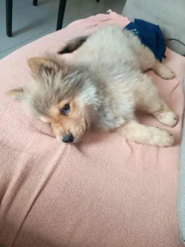 Vendo um filhote de raça Chow chow com 2 meses vacinado