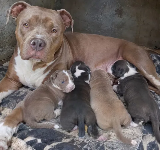 Cachorros pit bull para doação