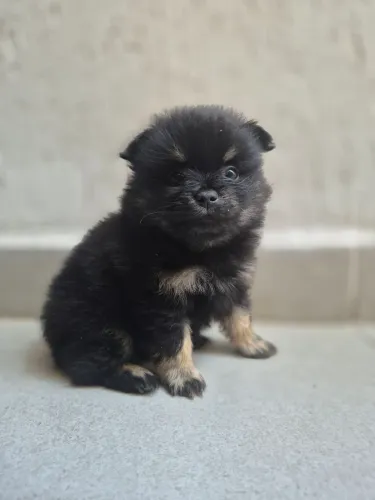 Spitz Black In Tam Macho 