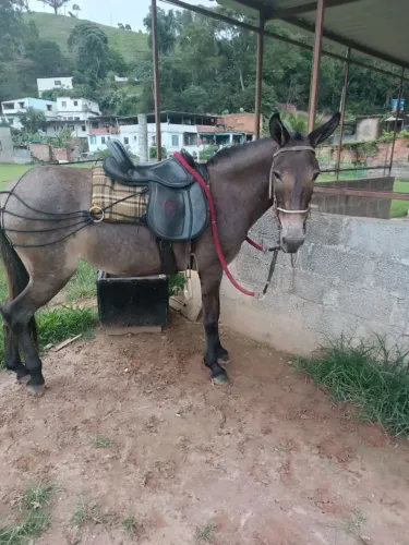 Mula muito mansa