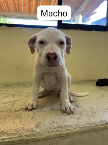 FILHOTE DE PITBULL REDNOSE *COM PEDIGREE*