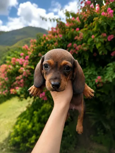 Lindos filhotes disponíveis daschound Basset 