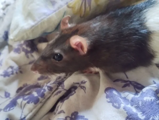 Rato Twister 