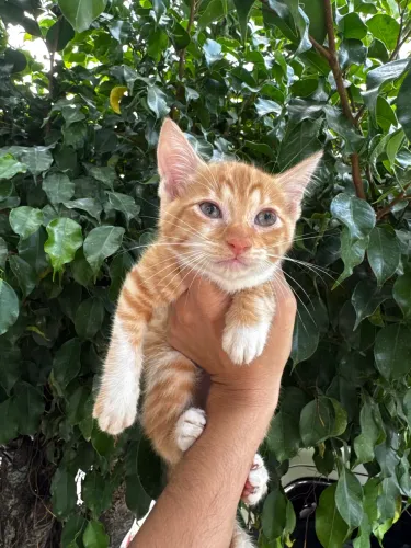 Adoção gatinhos filhotes