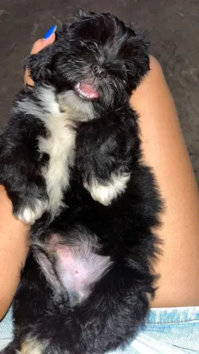 Vendo cachorro de 3 meses da raça shih tzu, com uma dose da vacina, 500 reais