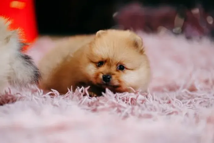 Filhote de Spitz Alemão O Floquinho Mais Fofo Das Patinhas