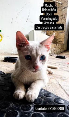 Gatinho macho pra doação responsável