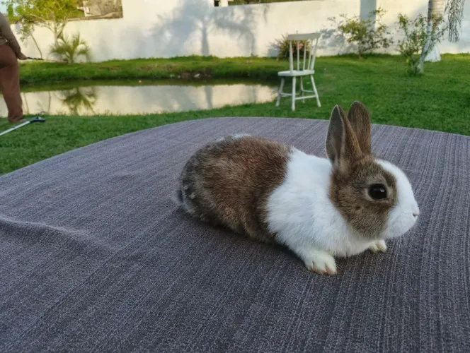 Coelho mini