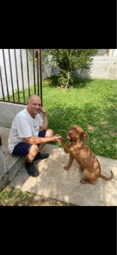 Adestramento de cães 