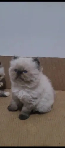 Vende-se filhote de gato persa