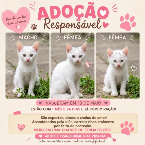 Gatinhos pra adoção