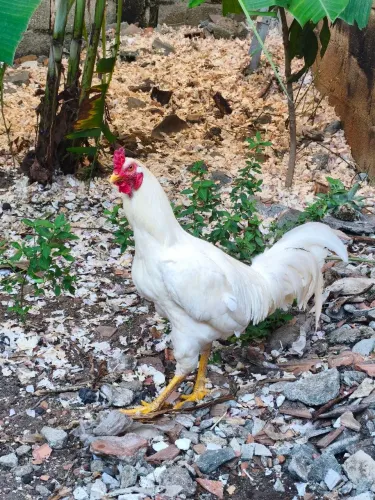 Galo índio branco