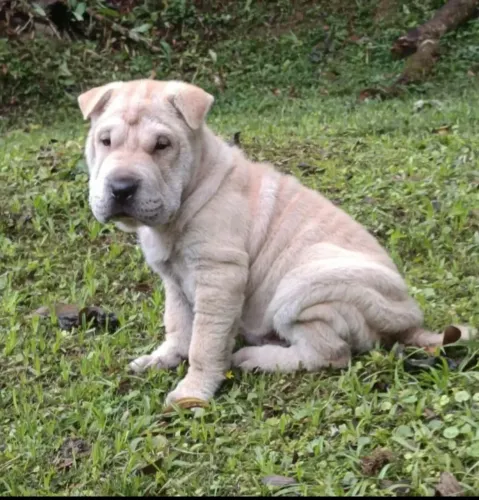 Shar pei machinho belo filhote