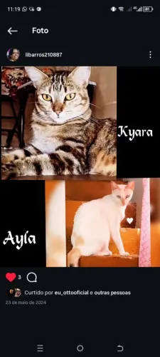 Gatas duas para Adoção