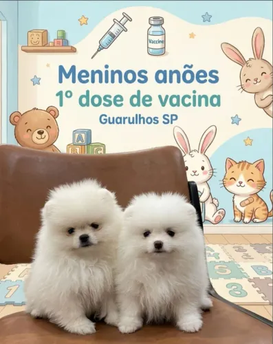 Machinhos ursinhos 
