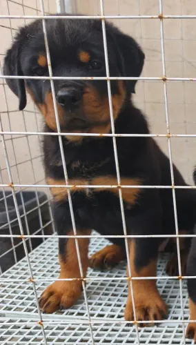 Rottweiler 80 dias