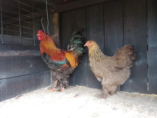 Galo Brahma perdiz 