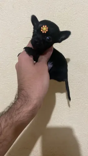 Pinscher