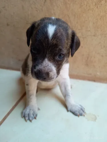 Doa- se cachorrinhos