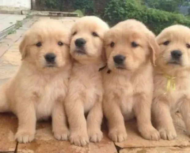 Filhotes de Golden para te ajudar na estrada da vida !
