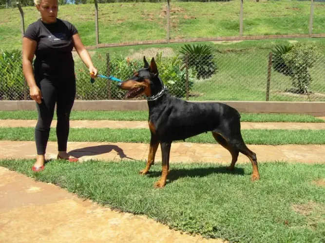 Filhotes de Dobermann